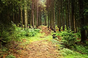 Images Dated 28th August 2010: Forest path lit up by sunlight in Czech Republic