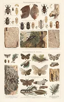 Insect Lithographs Gallery: Forest pest: beetles and moth, chromolithograph, published in 1897