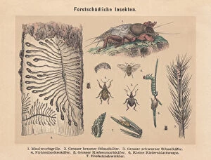 Images Dated 2nd November 2017: Forest pests, hand-colored lithograph, published in 1887