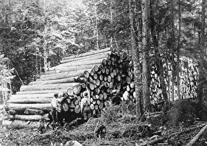 Pile Prints: Forest Rangers Working in Forest