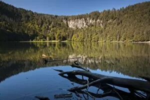 Forest being reflected in lake Feldsee, Feldberg, Black Forest mountain range, Baden-Wuerttemberg, Germany, Europe