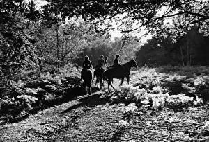 Forest Ride