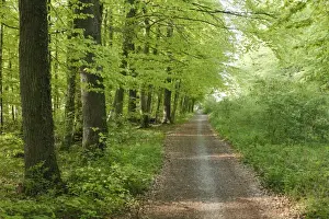Funfseenland Prints: Forest roat through a deciduous forest