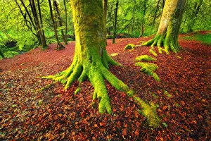 Forest Scene with Moss Covered Trees and Red Fallen Leaves at the Dens of Moness, Birks of Aberfeldy, Scotland