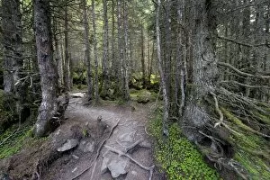Images Dated 30th June 2012: Forest track, Grawa Alm alp, Stubaital valley, Tyrol, Austria, Europe