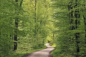 Forest track in spring, beech trees -Fagus sylvatica-, Swabian Alp, Baden-Wuerttemberg, Germany, Europe