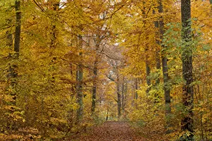 Forest trail through an autumn forest, Stuttgart, Baden-Wurttemberg, Germany