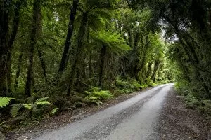 Images Dated 15th January 2013: Forest trail in the middle of a New Zealand jungle, Ruatapu, West Coast Region, New Zealand