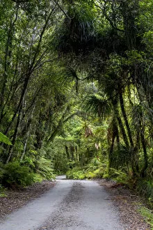 Images Dated 15th January 2013: Forest trail in the middle of a New Zealand jungle, Ruatapu, West Coast Region, New Zealand