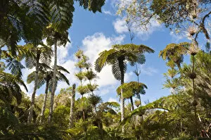 Forest with Tree Ferns -Cyatheales- and bamboo, Plaine des Chicots, Reunion National Park, La Reunion, Reunion, France