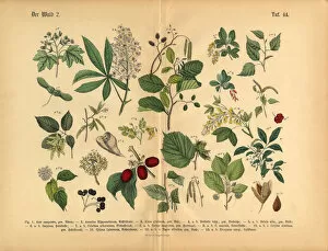 Images Dated 22nd March 2016: Forest Trees and Plants, Victorian Botanical Illustration