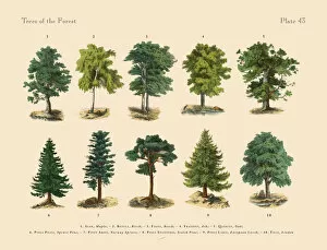 Forest Trees and Plants, Victorian Botanical Illustration