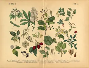 Berry Prints: Forest Trees and Plants, Victorian Botanical Illustration