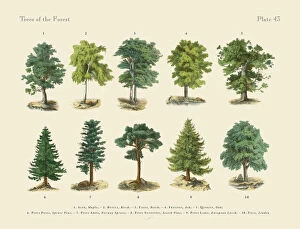 Art Illustrations Gallery: Forest Trees and Species, Victorian Botanical Illustration
