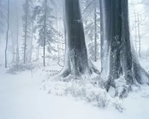 Forest in winter with frost, fog and snow, Battertfelsen, Baden-Baden, Black Forest, Baden-Wuerttemberg, Germany