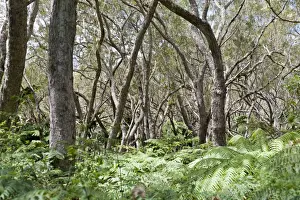 Stefan Auth Travel Photography Prints: Foret de Belouve, a tropical deciduous forest with Highland Tamarind -Acacia heterophylla- and ferns