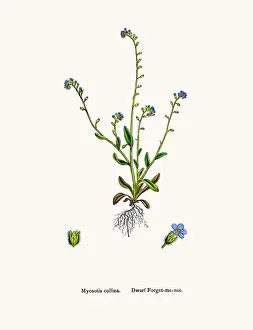 Forget Me Not Prints: Forget me not flower