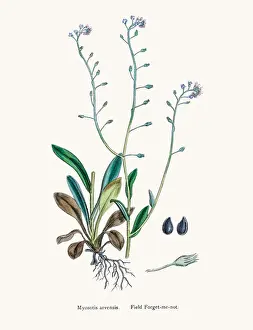 Forget Me Not Prints: Forget me not flower