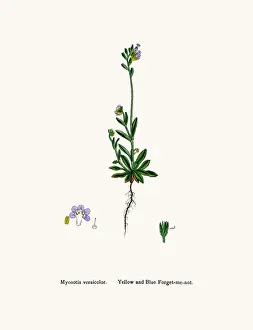 Forget Me Not Prints: Forget me not flower