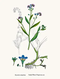 Forget-me-not flower