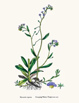 English Botany, or Coloured figures of British Plants Collection: Forget-me-not flower