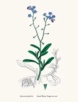 Forget-me-not flower