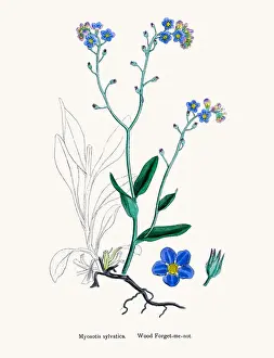 Forget-me-not flower