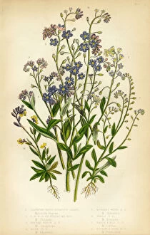 Forget Me Not, Scorpion Grass, Myosotis, Victorian Botanical Illustration