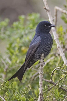 Images Dated 26th May 2011: Fork-tailed drongo -Dicrurus adsimilis- at Addo Elephant Park, South Africa