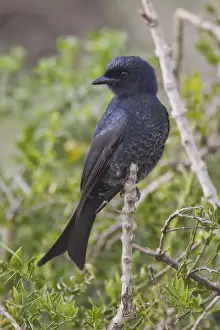 Fork-tailed drongo -Dicrurus adsimilis- at Addo Elephant Park, South Africa
