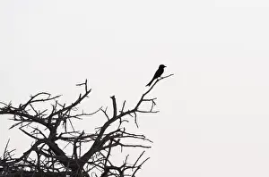 Fork-tailed Drongo -Dicrurus adsimilis- perched on a dry branch, Etosha National Park, Namibia