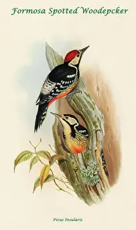 Feathers Prints: Formosa Spotted Woodpecker