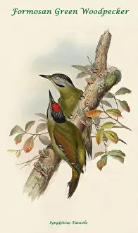 Beaks Prints: Formosan Green Woodpecker