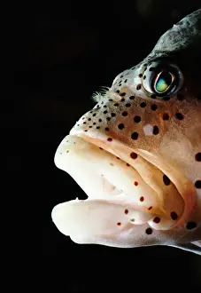 Forsters or freckled hawkfish (Paracirrhites forsteri), close-up