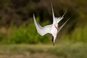 Images Dated 18th April 2012: Forsters tern