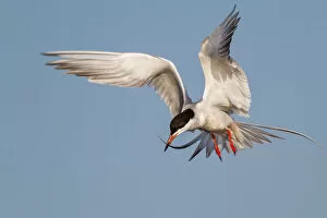 Forsters Tern on flight