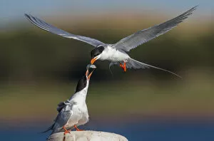 Images Dated 19th May 2013: Forsters Tern Food Exchange