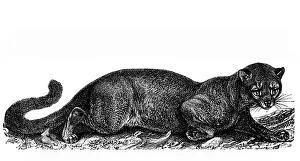 Life Collection: Fossa (Cryptoprocta ferox)