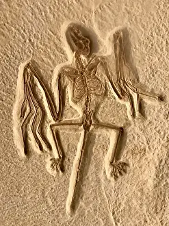 Fossil bat (Onychonycteris finneyi) Green River Formation, Kemmerer, Wyoming