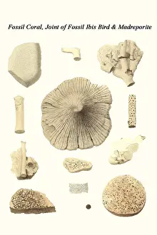 Prehistoric Prints: Fossil Coral, Joint of Fossil Ibis Bird & Madreporite