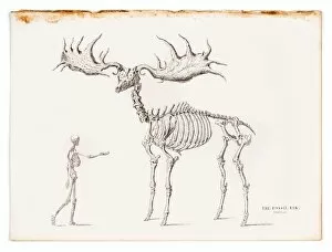 Images Dated 10th May 2015: The fossil elk engraving 1855