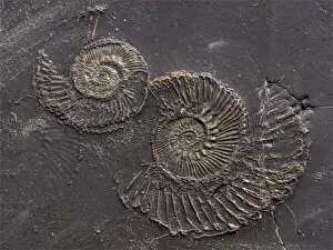 Images Dated 22nd February 2019: Fossil at Kimmeridge bay, Jurassic coastline of Dorset, England, UK