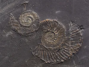Images Dated 22nd February 2019: Fossil at Kimmeridge bay, Jurassic coastline of Dorset, England, UK