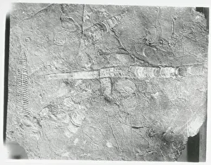 Paleontology Prints: Fossil in Limestone