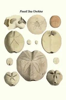 Prehistoric Prints: Fossil Sea Urchins