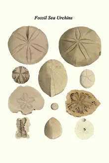 Prehistoric Prints: Fossil Sea Urchins