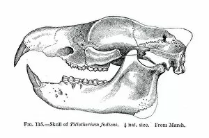 Fossil skull engraving 1883
