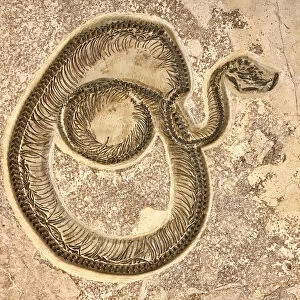 Fossil Snake (Boavus idelmani) Green River Formation, Wyoming
