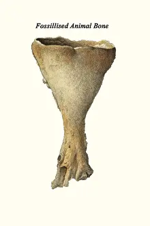 Prehistoric Prints: Fossilized Animal Bone