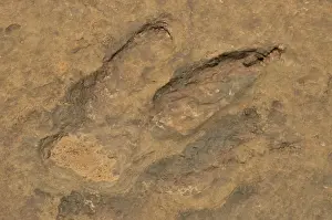 Trace Prints: Fossilized footprints of a Tyrannosaurus rex near the village of Mananga